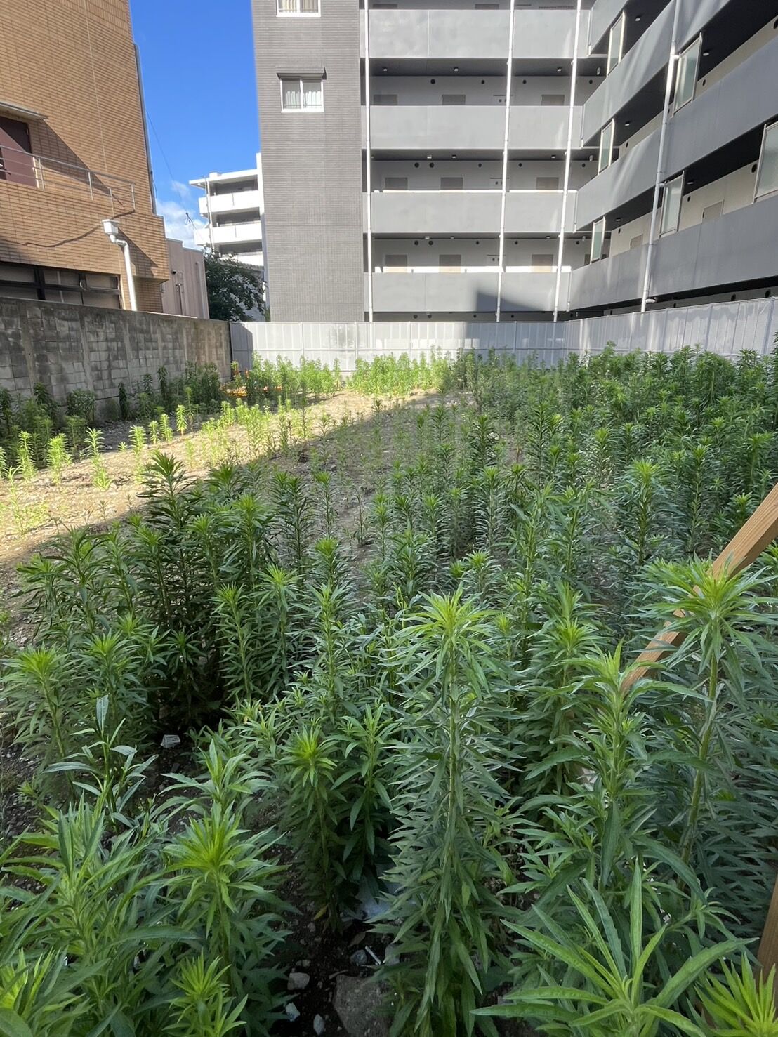 東京都新宿区の新築マンション工事のため草刈り作業を行いました