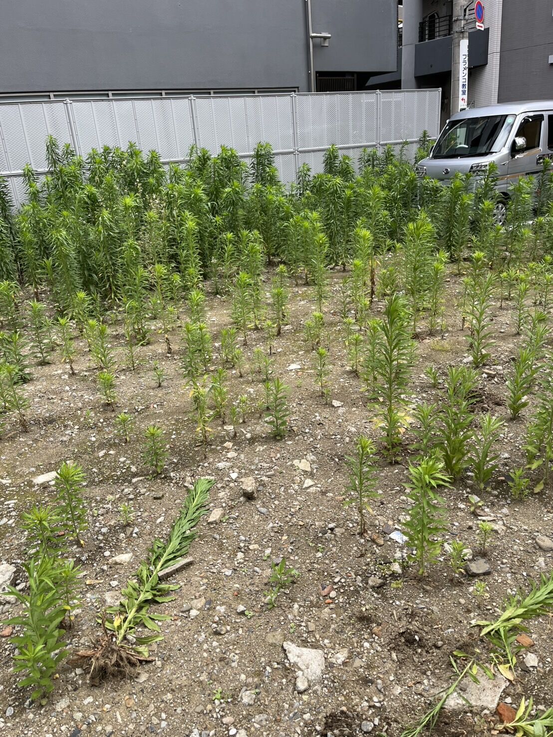 東京都新宿区の新築マンション工事のため草刈り作業を行いました
