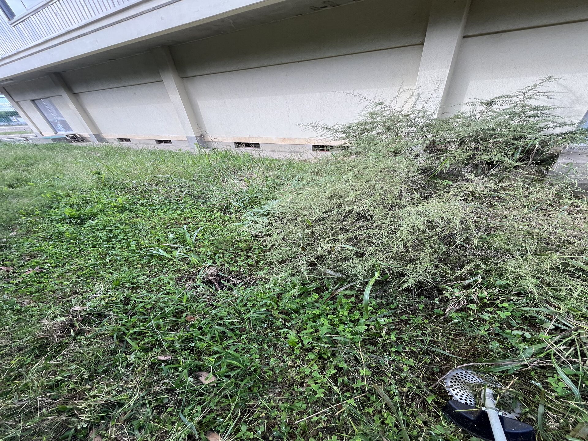 千葉県野田市内の中学校で草刈りを行いました