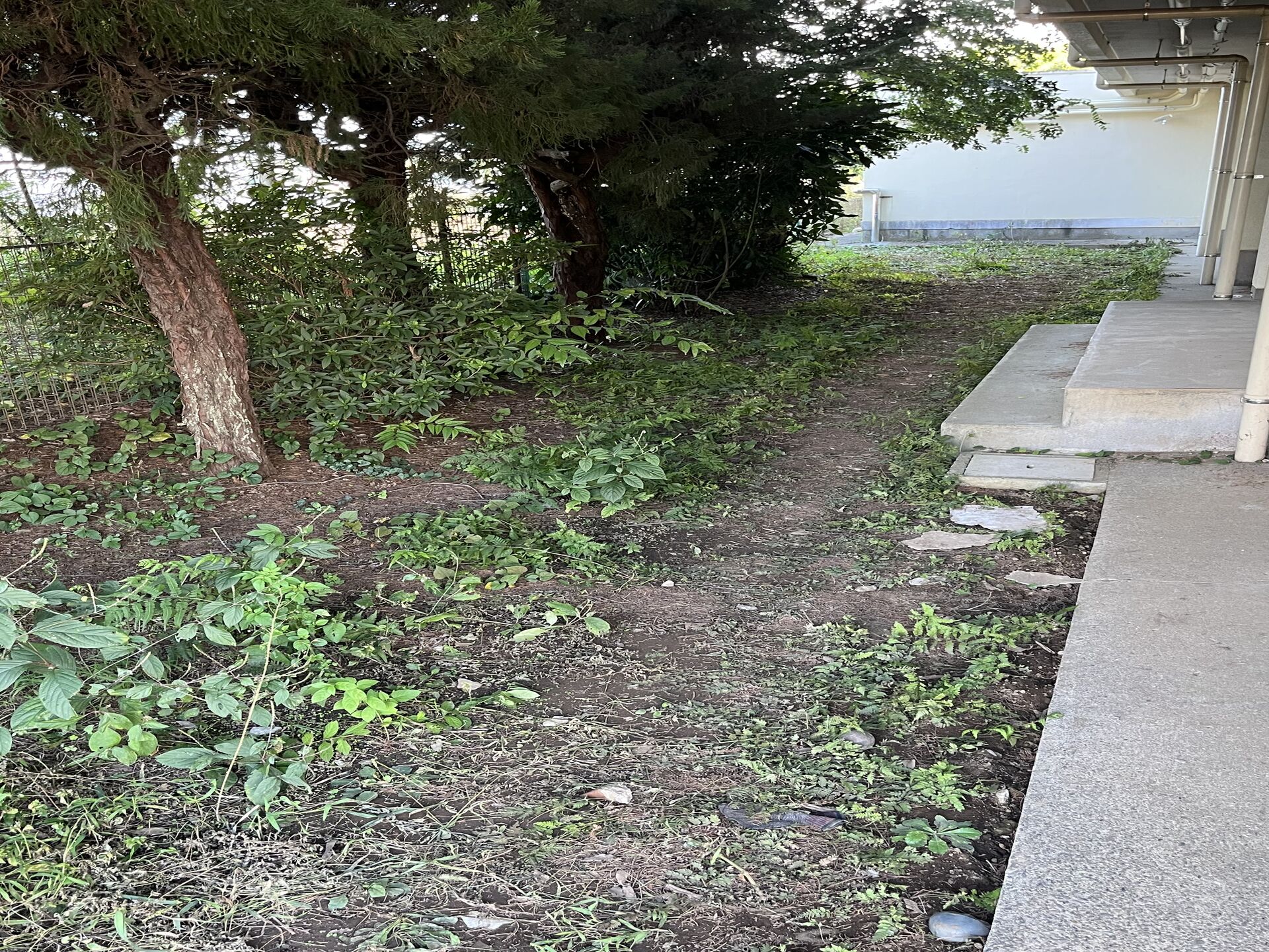 千葉県野田市の中学校にて草刈りを行いました