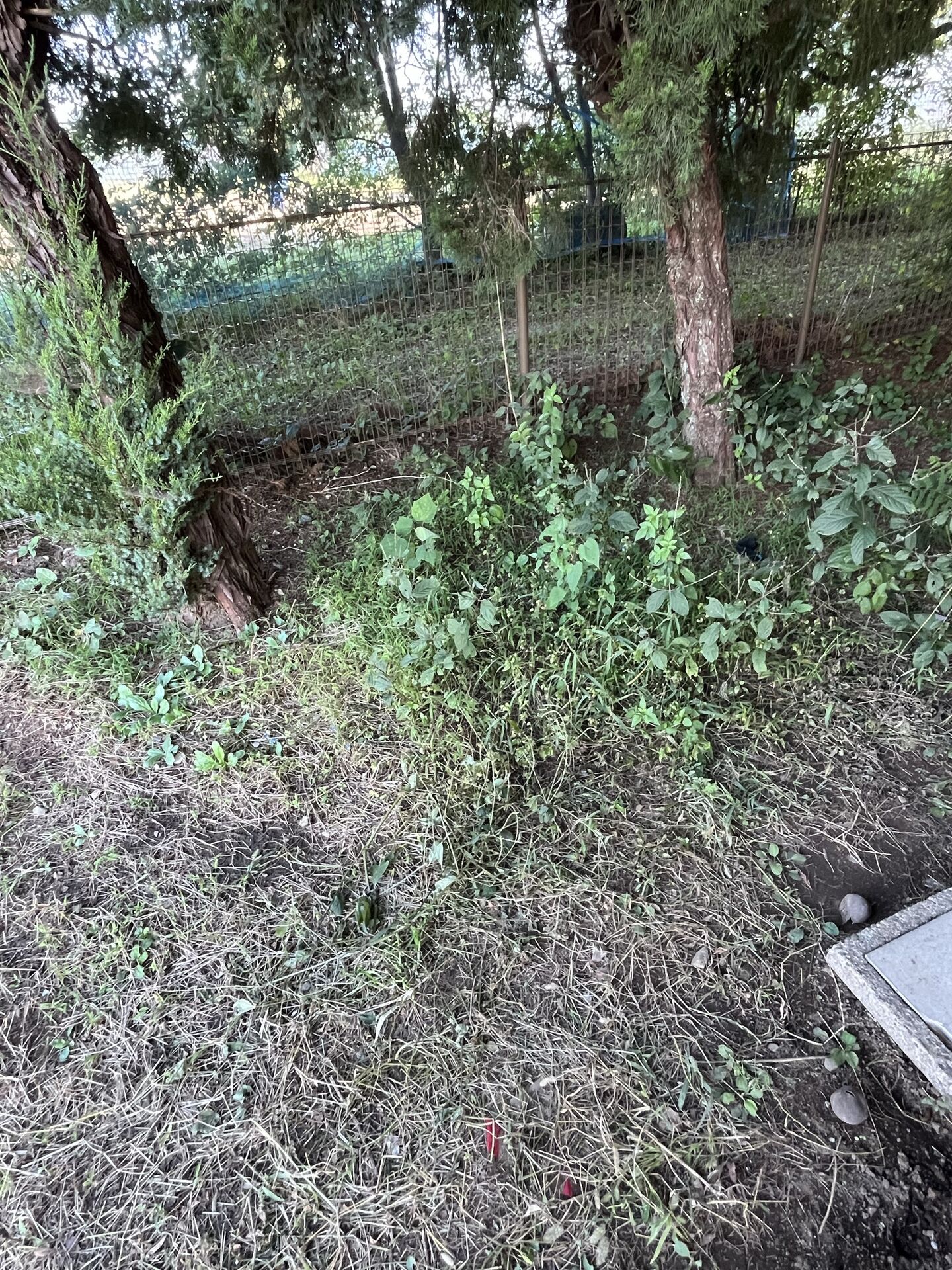千葉県野田市の中学校にて草刈りを行いました